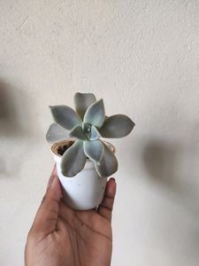 Plants