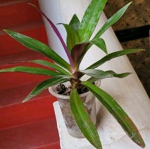 moses-in-the-Cradle Plant🌵&amp; Pot