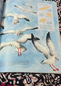 Learn to Draw Animals Book