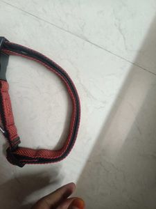 dog accessory