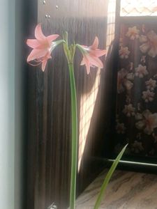 Amaryllis lilly bulb