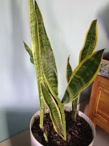 snake plant