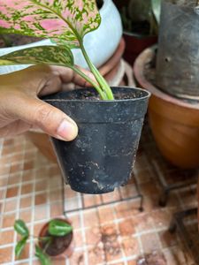 Aglaonema Pink Plant