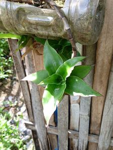 Callisia Fragrans Basket Plant