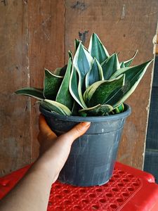 Snake Plant (1year+)