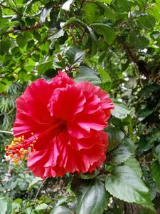 Gudhal Hibiscus Multilayer 🌺