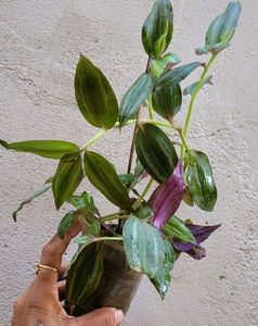 Combo Money Plant &amp; Zebrenia Plants 🌱