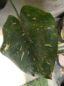 Monstera Thai Constellation Plant