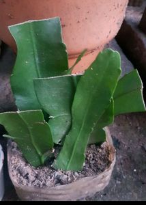 Brahma Kamal Cutting