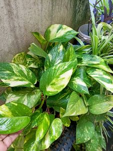 Combo Of 6 Beautiful Plants