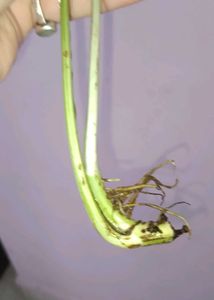 epipremnum pinnatum albo Cutting
