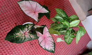 2 set Caladium Pink Splash &amp; arrohead Plants🪴