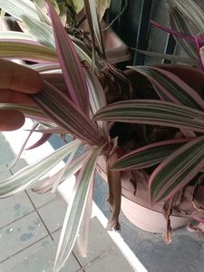 Tradescantia 'Nanouk' - Pink &amp; Green