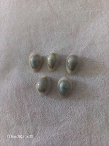 Natural Cowrie Shells for Jewelry Making