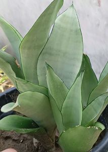 Multi Live Plants