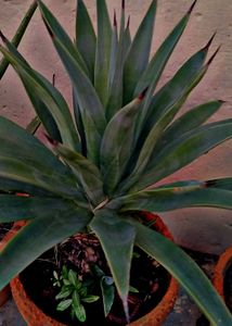 Combo Of 6 Air Purifier Plants