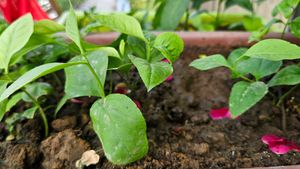 Healthy Belpatra Plant 🪴 (pack of 10 )