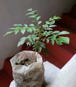 Pure Sent Curry Leaves Plant 🌵