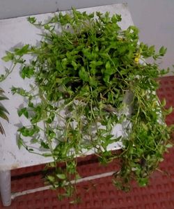 Tradescantia fluminensis.plants &amp; pot
