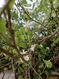 Bauhinia Accuminata