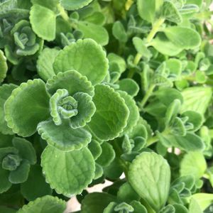 Mexican mint plant