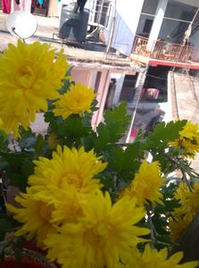 Yellow Flower Plant