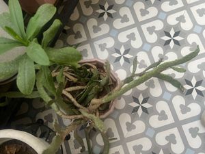 Unique Prickly Pear Cactus Plant