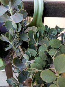 three plants combo