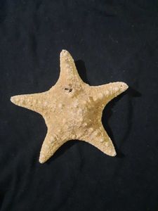 Starfish (Fossilized)