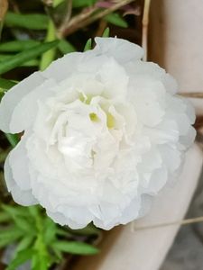 Portulaca , Moss Rose &amp; Cindrella Cuttings