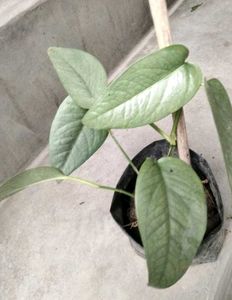Assorted Plants - Fern, Bougainvillea &amp; Pothos