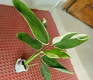 Evergreen Never.. Plant 🌵