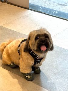 Waterproof With Reflective Straps Shoes For Dog