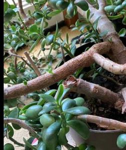Combo Of 4 Plants