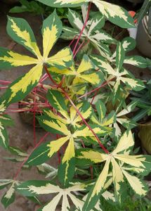 Manihot Plant
