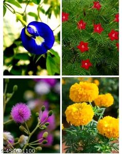 Beautiful Flower Seeds Combo of 4