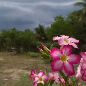 (5🌱🥔Adenium plant seeds)