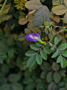 Aparajita Flower Seeds
