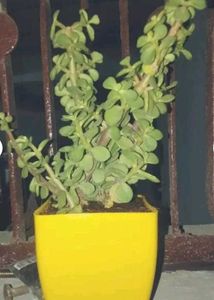 BUY ONE GET TWOJade / Dhankuber Live Plant
