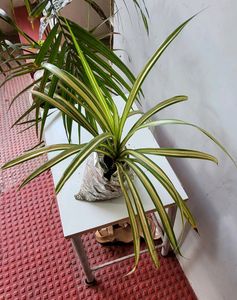 Pack 2 Nevernever &amp; Pandanus veitchii Plant 🪴&amp;Pot