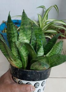 Dwarf Snake Plant