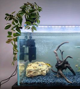 Dragon Stone for aquascaping