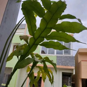 Brahma Kamal Leaves