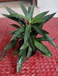 Moses-in-the-Cradle Plant🌵&amp; Pot