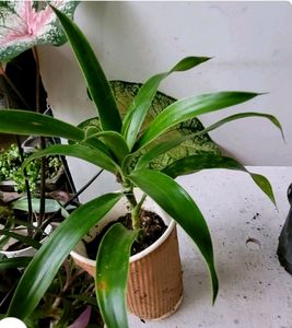 3 Set Callisia &amp;Dracaena Mahatma &amp;Ming Aralia Plan