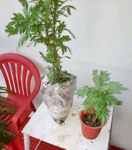 Tulsi & Marigold Combos 3 Plants