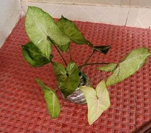 कॅलेडियम बिक्लोर प्लांट &amp; Arrowhead Plant 🌵&amp; Pot