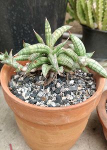 sansevieria ballyi