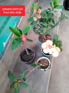 Beautiful Crown of Thorns Plants(4 variety)