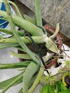 aloe plant with root